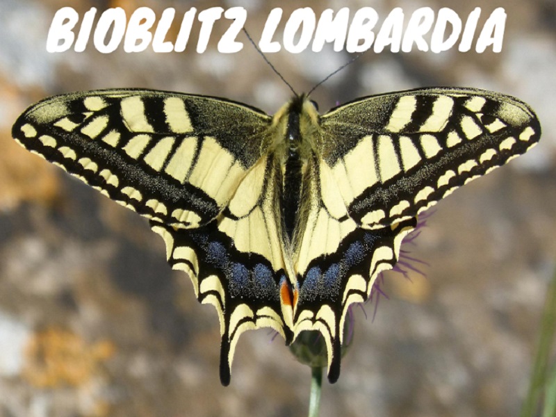 Torna il Bioblitz in Lombardia il 20, 21 e 22 maggio nella Valle del Torrente Lura